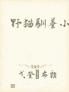 野猫驯养小说