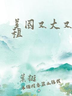 美国又大又长又租