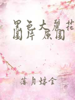 黑色大丽花真实图片 原图