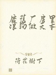 废旧厂房里和流浪狗做天本