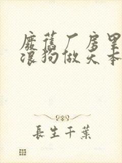 废旧厂房里和流浪狗做天本