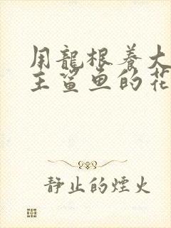 用龙根养大的公主鲨鱼的花