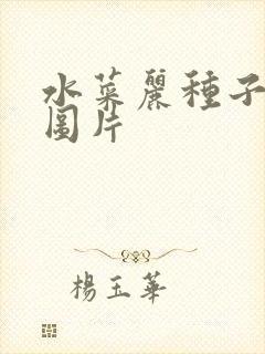 水菜丽种子全集图片