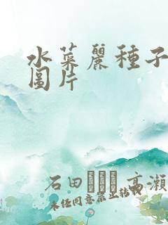 水菜丽种子全集图片