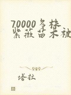 70000多株紫薇苗木被强毁