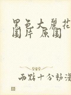 黑色大丽花真实图片 原图