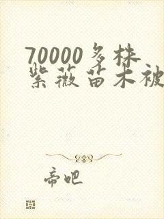 70000多株紫薇苗木被强毁