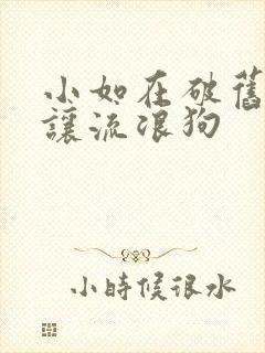 小如在破旧仓库让流浪狗