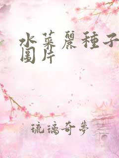 水菜丽种子全集图片