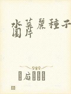 水菜丽种子全集图片