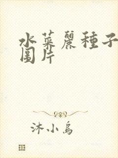 水菜丽种子全集图片