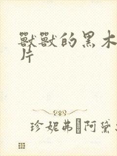 兽兽的黑木耳照片