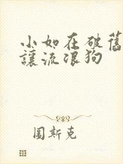 小如在破旧仓库让流浪狗