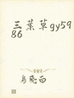 三叶草gy5986