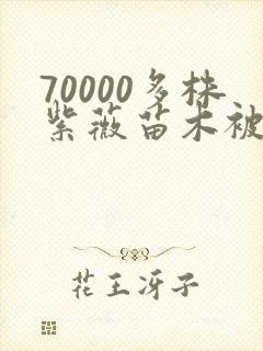 70000多株紫薇苗木被强毁