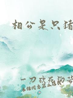 相公是只猪