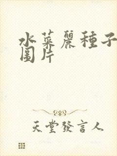 水菜丽种子全集图片