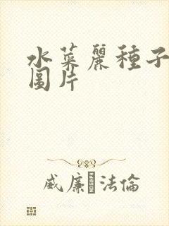 水菜丽种子全集图片