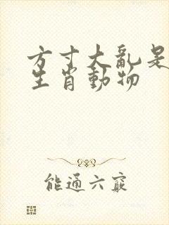 方寸大乱是什么生肖动物