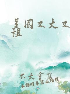 美国又大又长又租