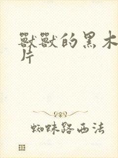 兽兽的黑木耳照片