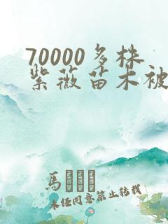 70000多株紫薇苗木被强毁