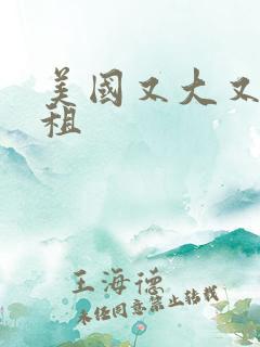 美国又大又长又租