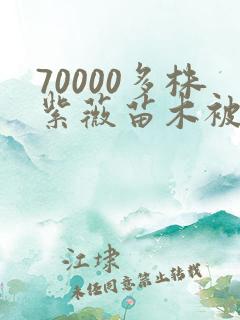 70000多株紫薇苗木被强毁