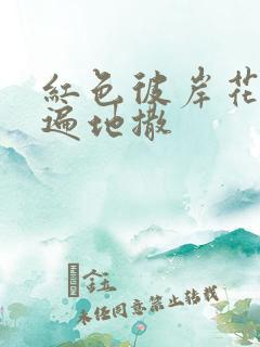 红色彼岸花花瓣遍地撒