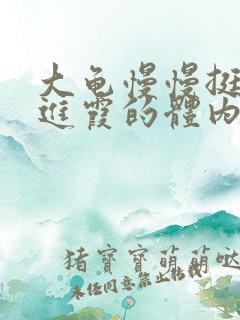 大龟慢慢挺进王进霞的体内