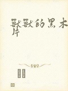 兽兽的黑木耳照片