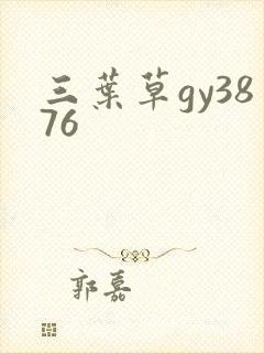 三叶草gy3876