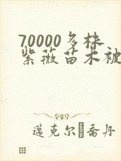 70000多株紫薇苗木被强毁
