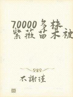 70000多株紫薇苗木被强毁