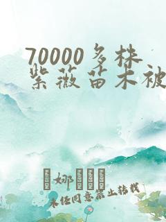 70000多株紫薇苗木被强毁
