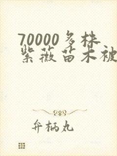 70000多株紫薇苗木被强毁