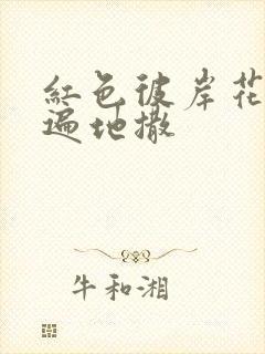 红色彼岸花花瓣遍地撒