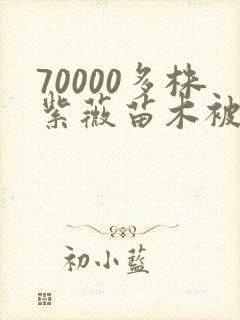 70000多株紫薇苗木被强毁