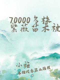 70000多株紫薇苗木被强毁