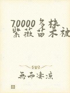 70000多株紫薇苗木被强毁