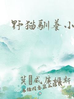野猫驯养小说