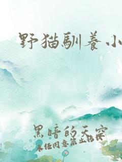 野猫驯养小说