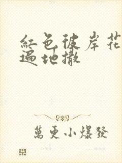 红色彼岸花花瓣遍地撒