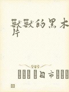 兽兽的黑木耳照片