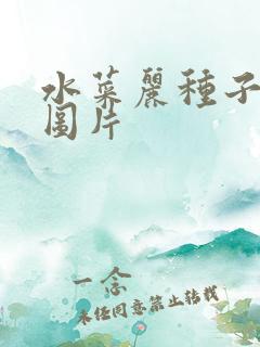 水菜丽种子全集图片