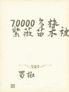 70000多株紫薇苗木被强毁