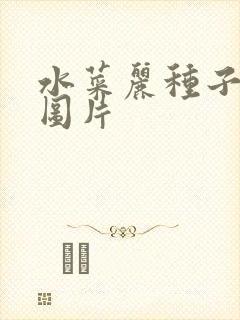 水菜丽种子全集图片
