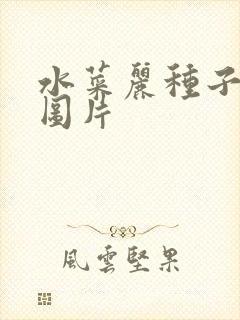 水菜丽种子全集图片