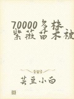 70000多株紫薇苗木被强毁