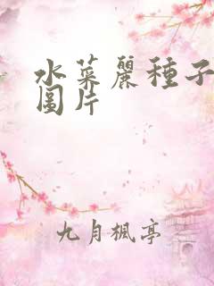 水菜丽种子全集图片